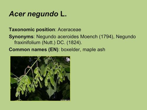 Acer negundo L. Taxonomic position - Izbis