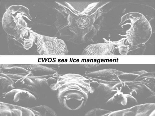 EWOS sea lice management