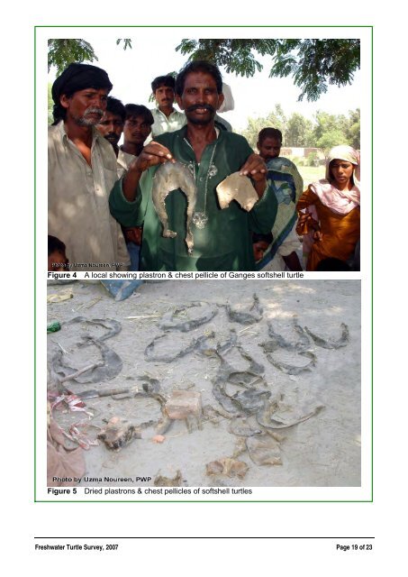 Freshwater Turtles of Pakistan