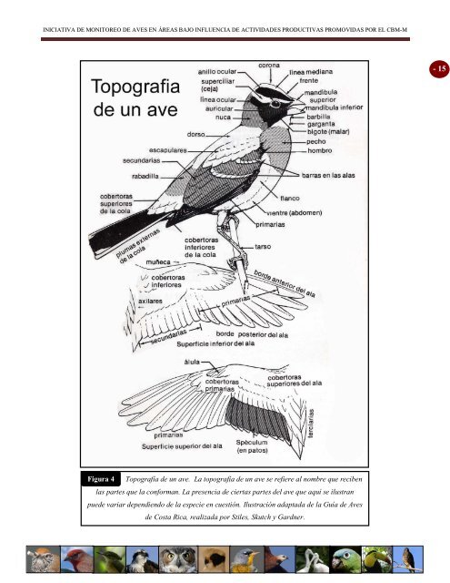 MANUAL PARA MONITORES COMUNITARIOS DE AVES