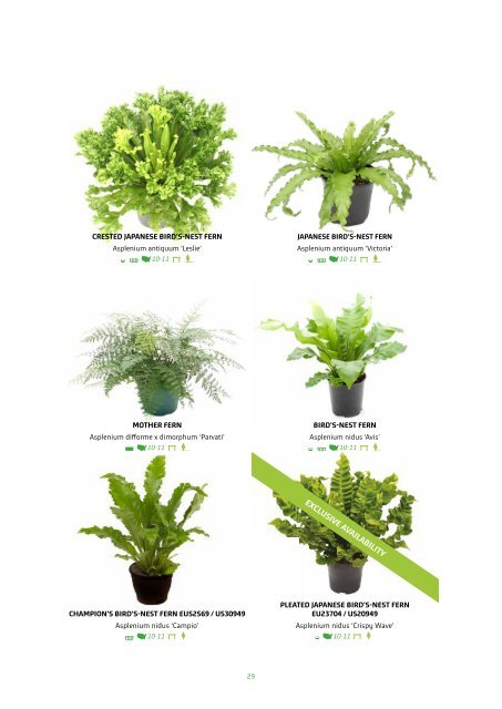 VitroPlus Fern Catalog