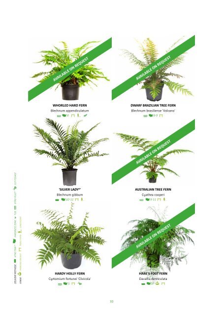 VitroPlus Fern Catalog