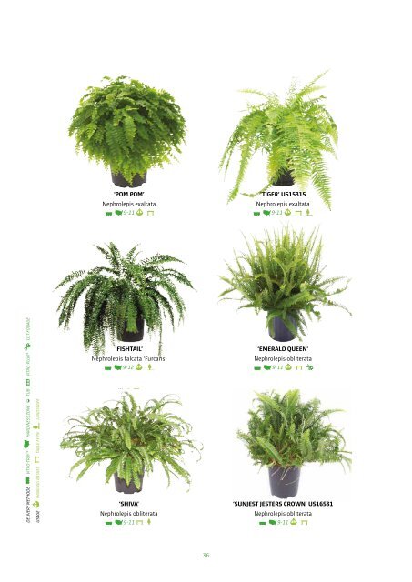 VitroPlus Fern Catalog