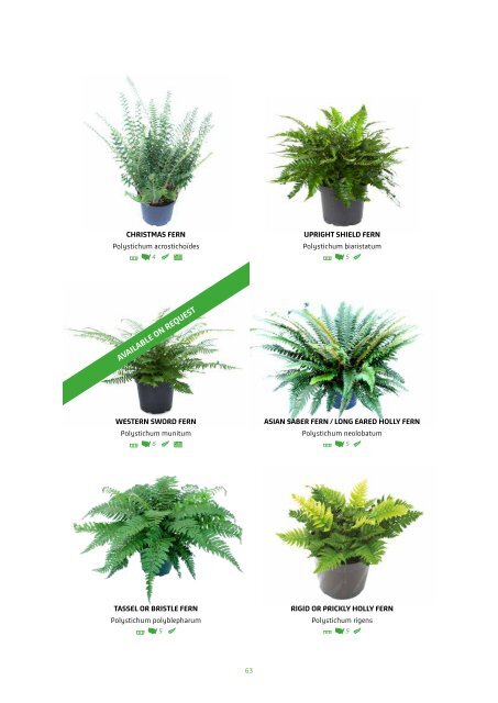 VitroPlus Fern Catalog