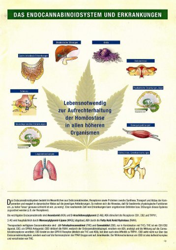 Das Endocannabinoidsystem und Erkrankungen