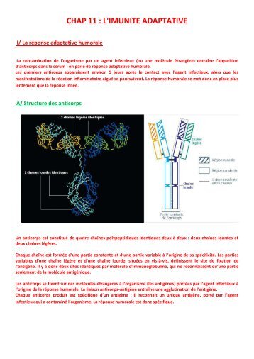 CHAP 11  L'IMUNITE ADAPTATIVE