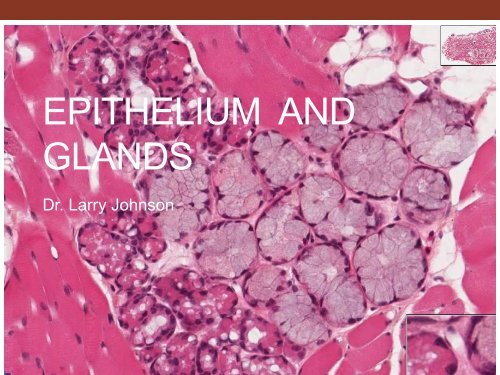 EPITHELIUM AND GLANDS