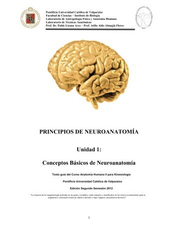 Principios-de-Neuroanatomia
