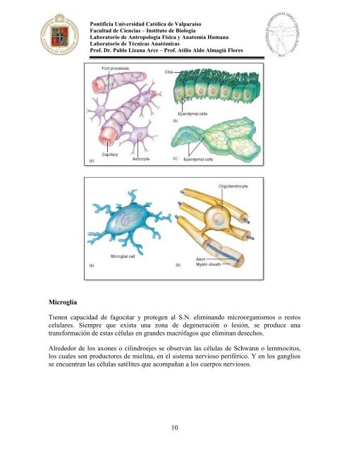 Principios-de-Neuroanatomia