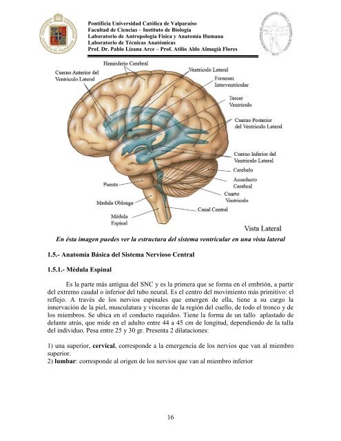 Principios-de-Neuroanatomia