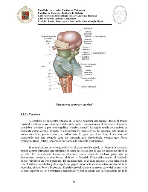 Principios-de-Neuroanatomia