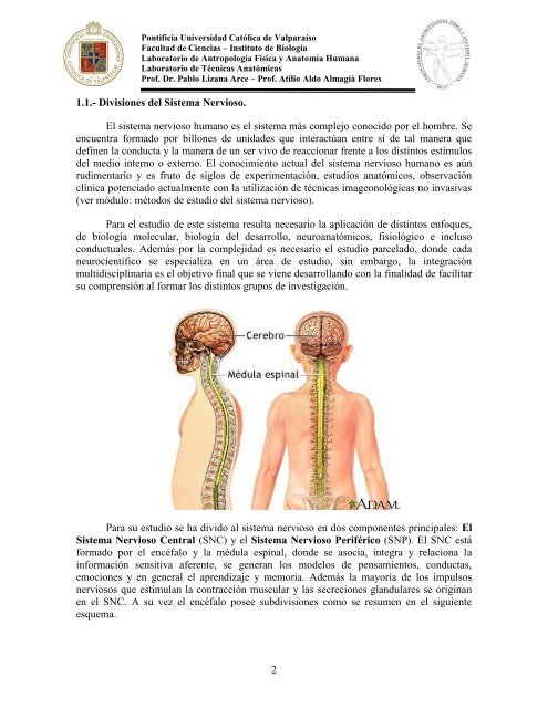 Principios-de-Neuroanatomia