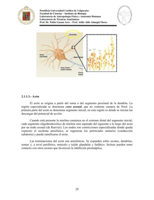 Principios-de-Neuroanatomia