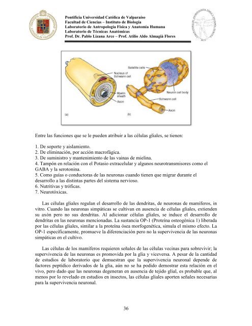 Principios-de-Neuroanatomia