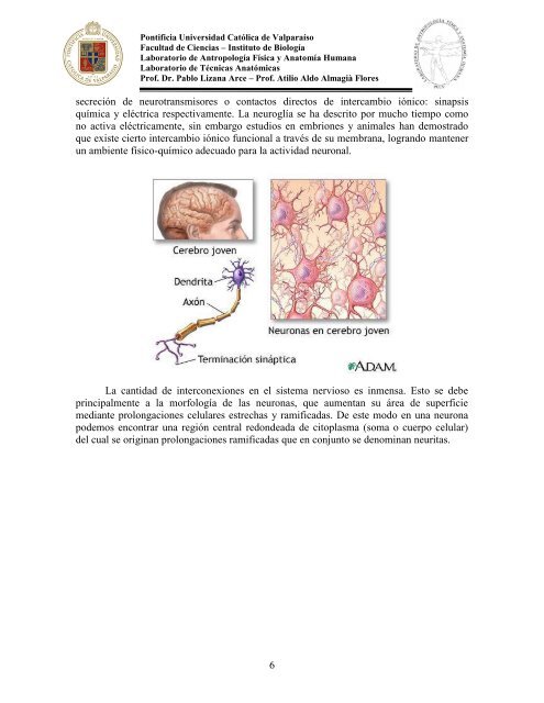 Principios-de-Neuroanatomia