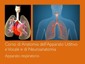 Corso di Anatomia dell’Apparato Uditivo e Vocale e di Neuroanatomia