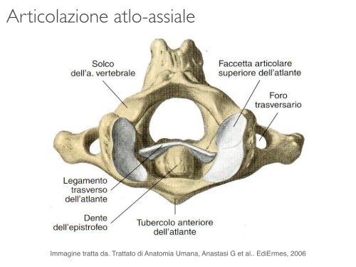 Corso di Anatomia dell’Apparato Uditivo e Vocale e di Neuroanatomia