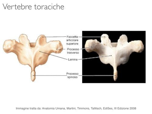 Corso di Anatomia dell’Apparato Uditivo e Vocale e di Neuroanatomia