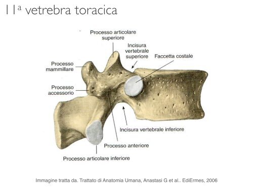 Corso di Anatomia dell’Apparato Uditivo e Vocale e di Neuroanatomia