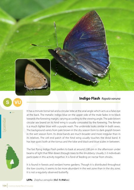 Common Butterflies of Sri Lanka