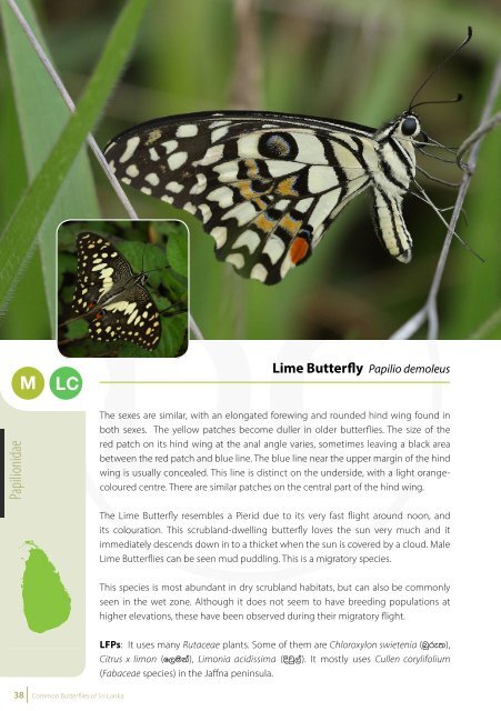 Common Butterflies of Sri Lanka