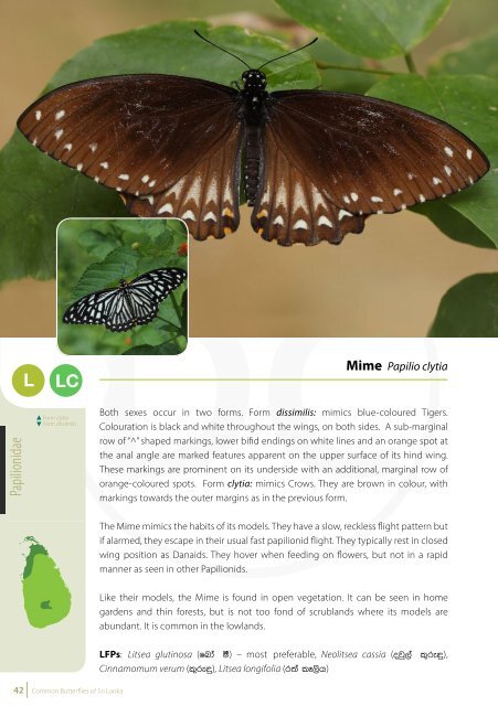 Common Butterflies of Sri Lanka