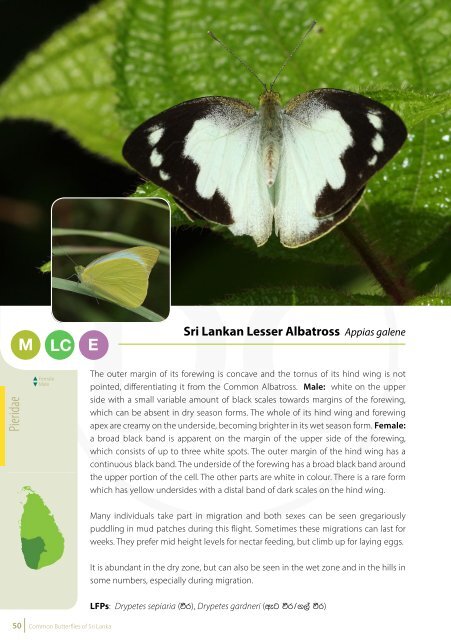 Common Butterflies of Sri Lanka