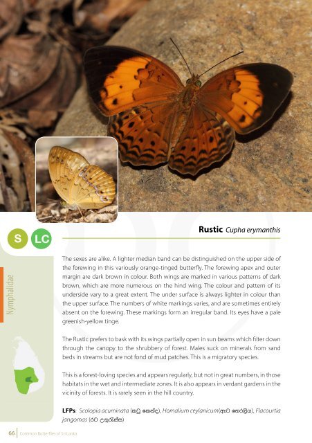 Common Butterflies of Sri Lanka