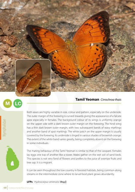 Common Butterflies of Sri Lanka