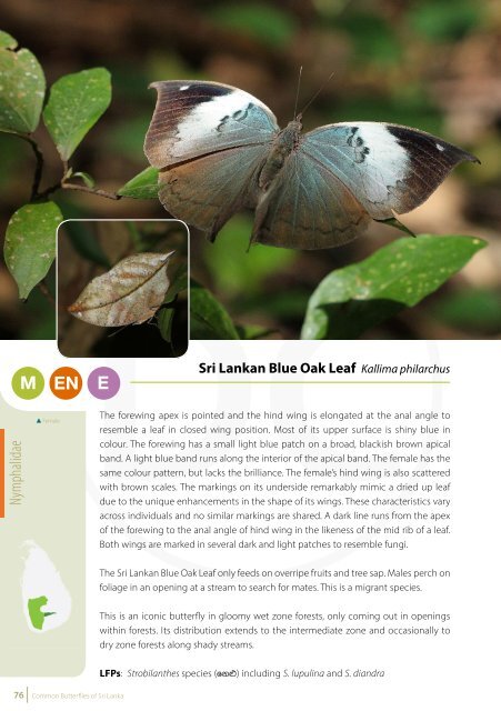 Common Butterflies of Sri Lanka