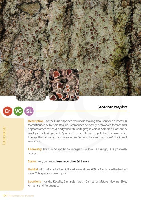 Fascinating Lichens of Sri Lanka