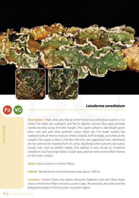 Fascinating Lichens of Sri Lanka