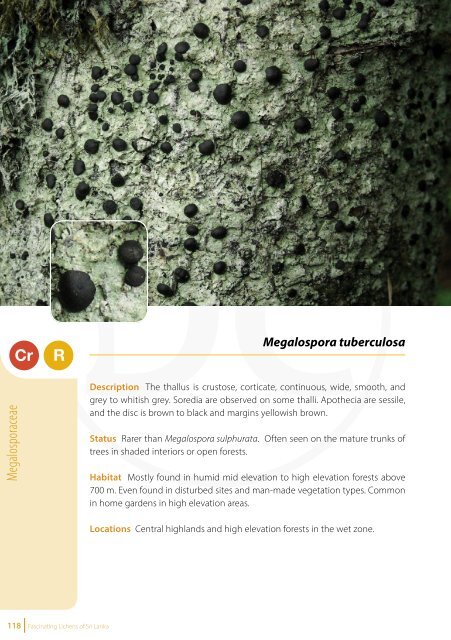 Fascinating Lichens of Sri Lanka