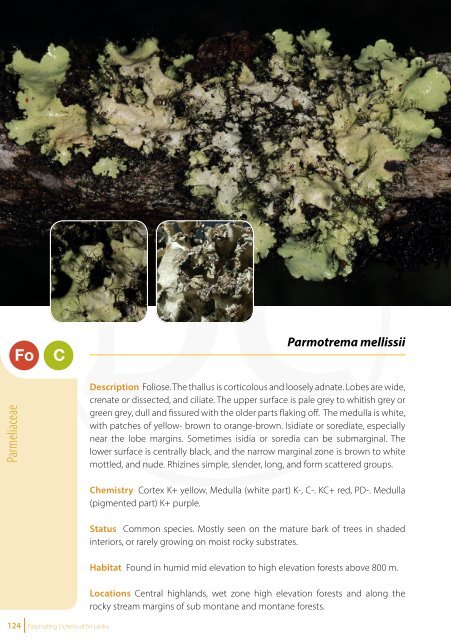Fascinating Lichens of Sri Lanka