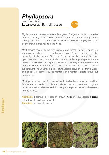 Fascinating Lichens of Sri Lanka