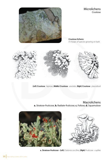 Fascinating Lichens of Sri Lanka