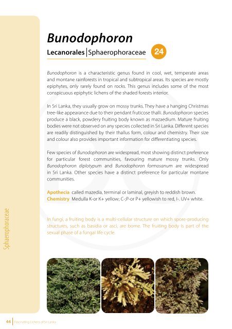Fascinating Lichens of Sri Lanka