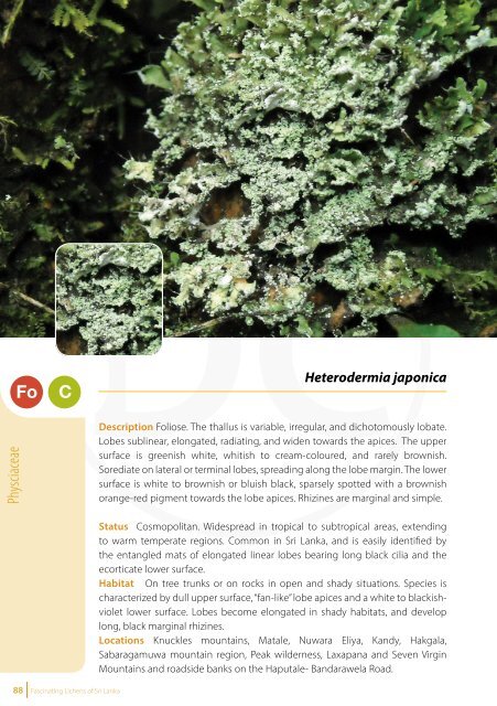 Fascinating Lichens of Sri Lanka