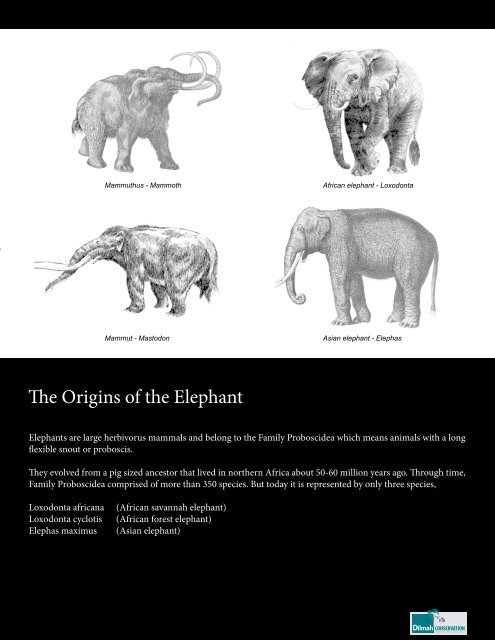 The Iconic Sri Lankan Elephant