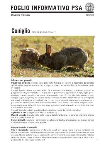 Coniglio