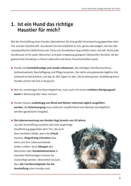 Augen auf beim Hundkauf! Worauf Sie bei der Anschaffung eines Hundes achten sollten