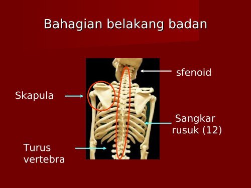 2-sistem-rangka-tingkatan-4-140517052937-phpapp01