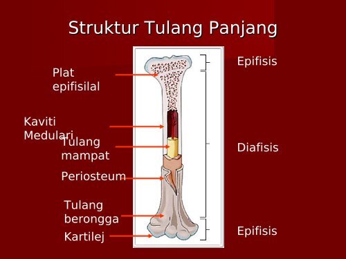 2-sistem-rangka-tingkatan-4-140517052937-phpapp01