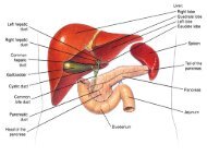 Liver Pancreas Treatment Florida