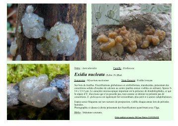 Exidia nucleata (Schw.:Fr.)Burt