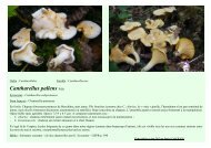 Cantharellus pallens PilÃ¡t