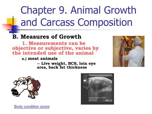 and Carcass Composition