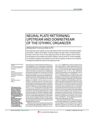 NEURAL PLATE PATTERNING: UPSTREAM AND DOWNSTREAM ...