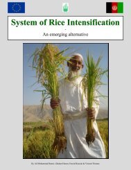 System of Rice Intensification - An Emerging Alternative