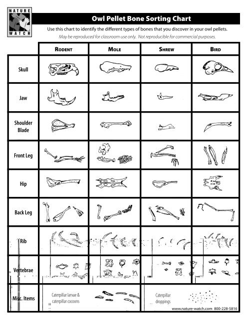 Bone Identification Chart